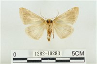 印華波紋蛾藏品圖，第2張