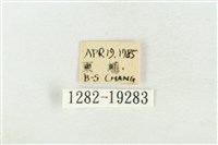 印華波紋蛾藏品圖，第3張