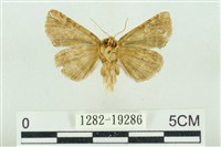 白華波紋蛾藏品圖，第2張