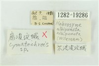 白華波紋蛾藏品圖，第3張