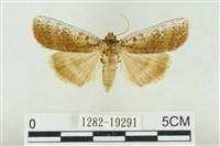 臺洒波紋蛾藏品圖，第1張