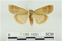 臺洒波紋蛾藏品圖，第2張