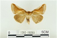 印華波紋蛾藏品圖，第1張