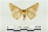 印華波紋蛾藏品圖，第2張