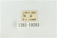 印華波紋蛾藏品圖，第3張