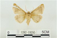 印華波紋蛾藏品圖，第2張