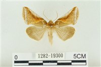 印華波紋蛾藏品圖，第1張