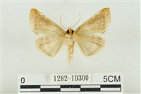 印華波紋蛾藏品圖，第2張