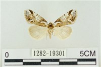 臺美波紋蛾藏品圖，第1張