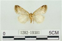 臺美波紋蛾藏品圖，第2張