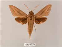 直翅斜紋天蛾藏品圖，第1張