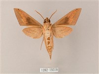 直翅斜紋天蛾藏品圖，第2張