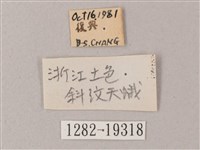 直翅斜紋天蛾藏品圖，第3張