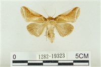 印華波紋蛾藏品圖，第1張