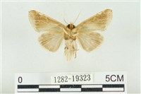 印華波紋蛾藏品圖，第2張