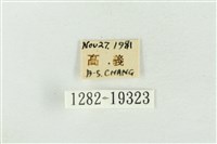 印華波紋蛾藏品圖，第3張