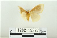 黑翅黃毒蛾藏品圖，第2張