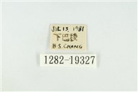 黑翅黃毒蛾藏品圖，第3張