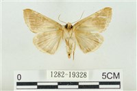 印華波紋蛾藏品圖，第2張