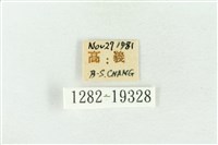 印華波紋蛾藏品圖，第3張