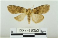 藹環波紋蛾藏品圖，第1張