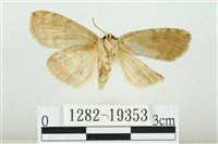 藹環波紋蛾藏品圖，第2張