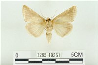 印華波紋蛾藏品圖，第2張