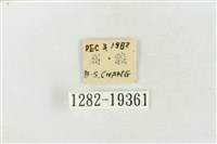 印華波紋蛾藏品圖，第3張