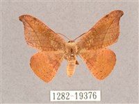 銀端帶鉤蛾藏品圖，第1張