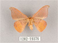 銀端帶鉤蛾藏品圖，第2張