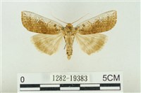 臺洒波紋蛾藏品圖，第1張