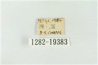 臺洒波紋蛾藏品圖，第3張