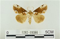 大斑波紋蛾藏品圖，第1張