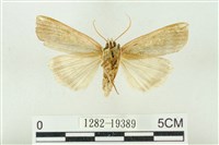 粉太波紋蛾藏品圖，第2張