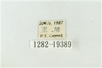 粉太波紋蛾藏品圖，第3張