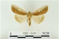 粉太波紋蛾藏品圖，第1張