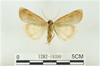 粉太波紋蛾藏品圖，第2張