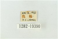 粉太波紋蛾藏品圖，第3張