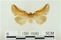 印華波紋蛾藏品圖，第1張