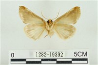 印華波紋蛾藏品圖，第2張