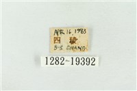 印華波紋蛾藏品圖，第3張