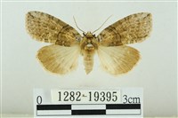 藹環波紋蛾藏品圖，第1張