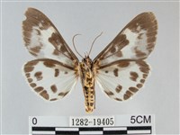 扭擬燈蛾藏品圖，第2張