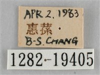 扭擬燈蛾藏品圖，第3張