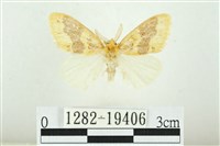 寬紋黃毒蛾藏品圖，第1張