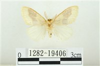 寬紋黃毒蛾藏品圖，第2張