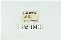 寬紋黃毒蛾藏品圖，第3張