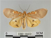 登錄號:001282-19412藏品圖，第1張