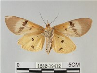 登錄號:001282-19412藏品圖，第2張