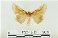 印華波紋蛾藏品圖，第1張